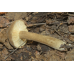 Мицелий Млечника темно-бурого / Млечник буроватый (Lactarius fuliginosus)